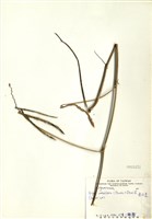 藏品(赤小豆)的圖片